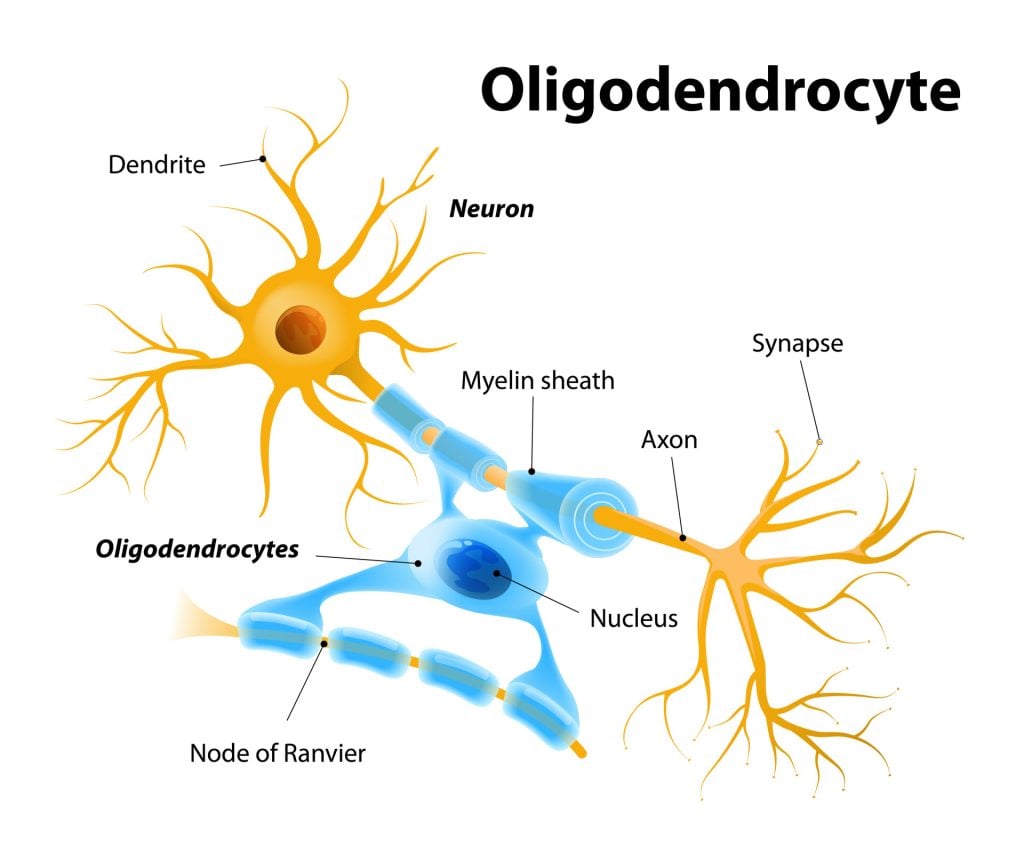 What are Schwann Cells? 2 oligodendrocytes