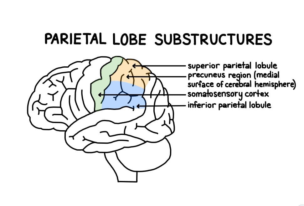 Parietal Lobe: What It Is, Function, Location & Damage