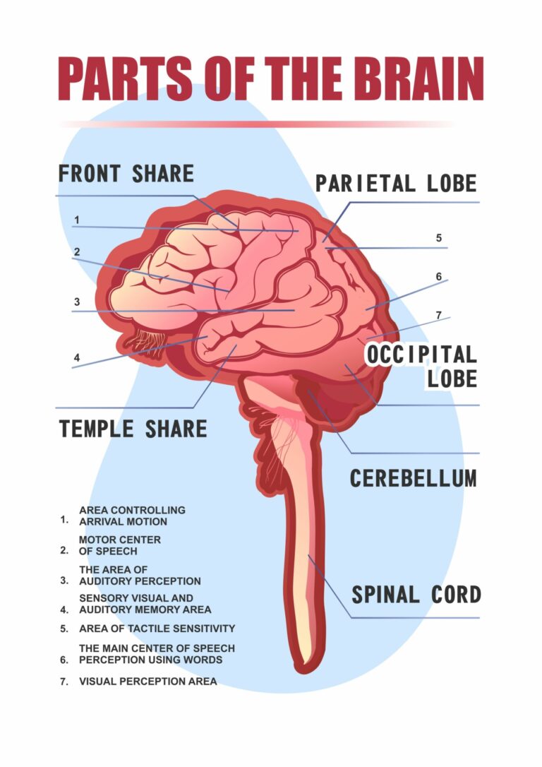 Parts of the Brain: Neuroanatomy, Structure & Functions in Neuroscience