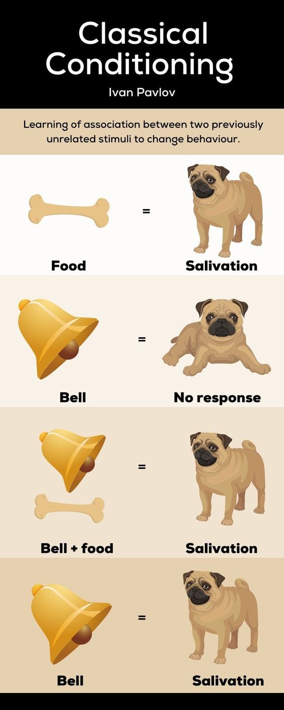 Pavlov’s Dogs Experiment & Pavlovian Conditioning Response