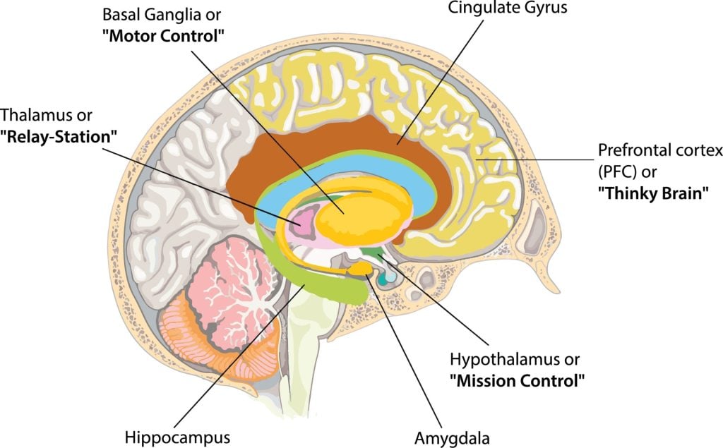Prefrontal Cortex Worksheet Dorsomedial Prefrontal Cortex
