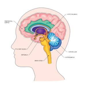 Outline of the human head and the brain with labelled areas such as the prefrontal cortex, cerebellum, and amygdala