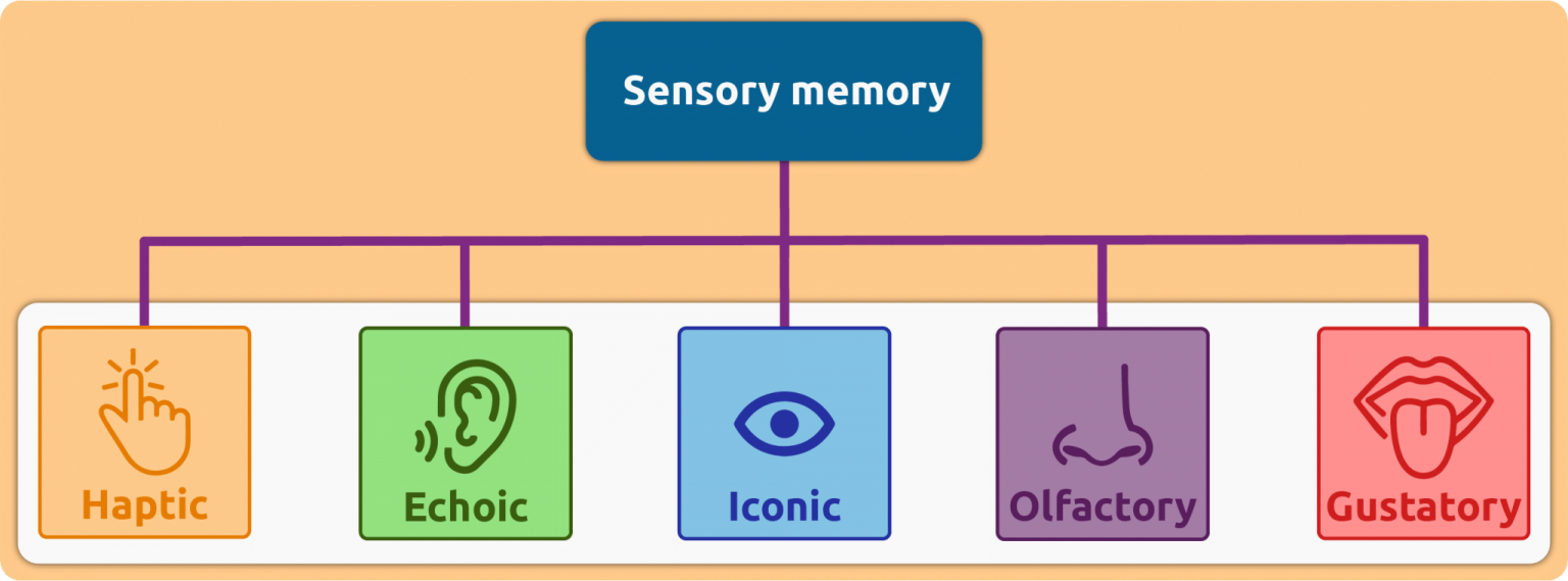 Human Memory: How Memory Works