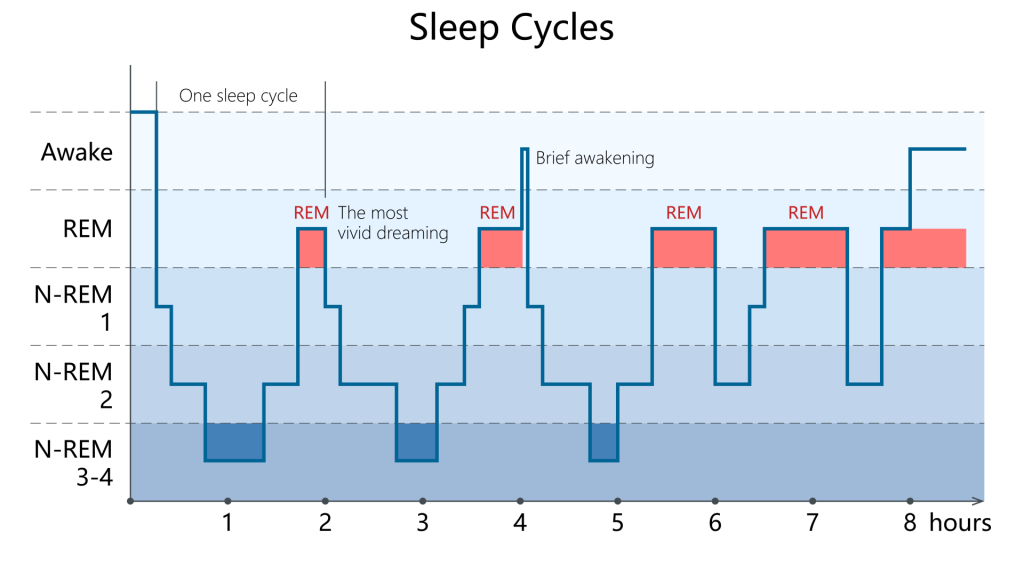 5 Stages of Sleep: Psychology, Cycle & Sequence