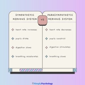 Sympathetic nervous system vs parasympathetic nervous system comparison table.