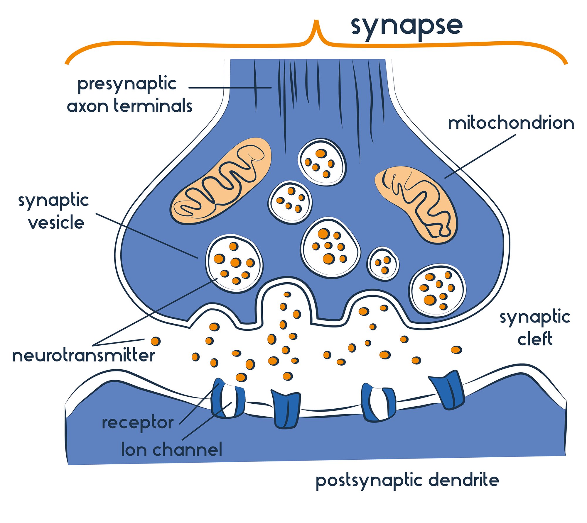 Diagramme montrant le rétrécissement d'une synapse : Terminaisons présynaptiques, fente synaptique et terminaisons postsynaptiques.