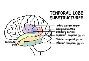 Temporal Lobe