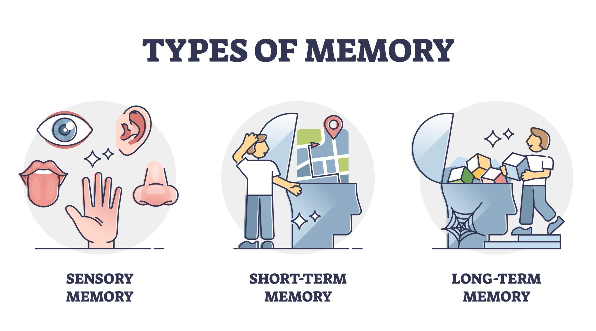 Types de mémoire - sensorielle, à court terme et à long terme, schéma vectoriel. Informations sensorielles transférées et stockées sous forme de souvenirs. Cognitive science